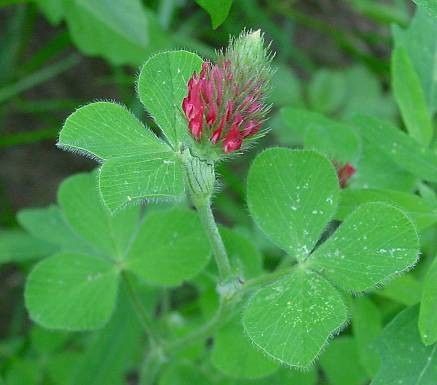 Inkarnatklee (Trifolium incarnatum)-500g