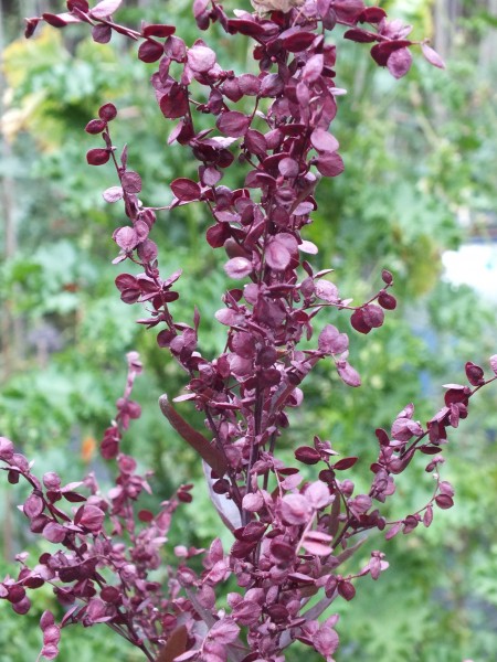 Violette Gartenmelde