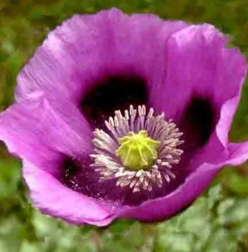 Mohn Ungarisches Brot