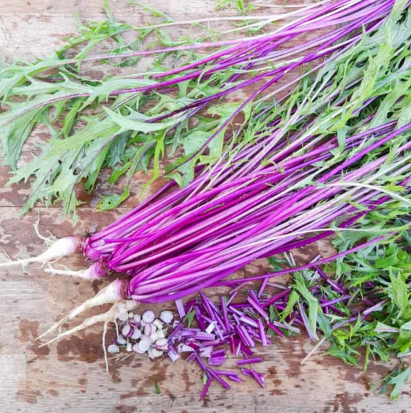 Mizuna Beni Houshipanischer Japanischer Senf