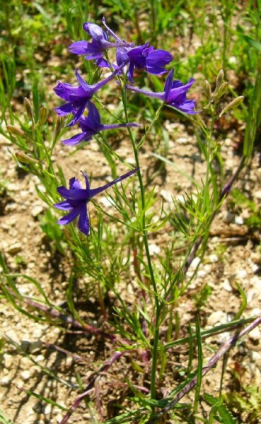 Ackerrittersporn (Consolida regalis)