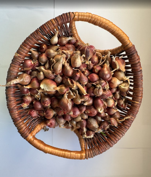 Luft- oder Etagenzwiebel 10 Zwiebeln