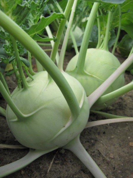 Kohlrabi Delikatess weiß