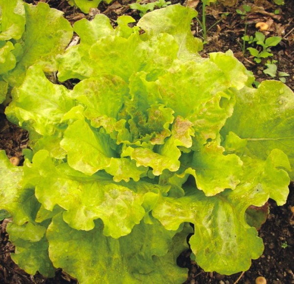 Saint Vincent, Pflück-/Schnittsalat