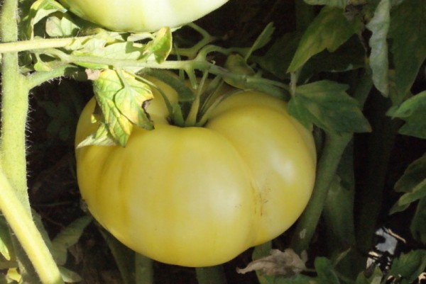 White Queen (Fleischtomate)