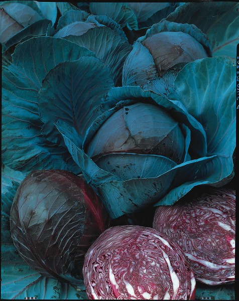 Rotkohl Marner Lagerrot (Brassica oleracea)