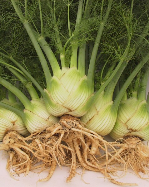 Fenchel Zefa Fino