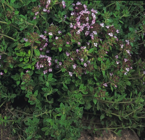 Thymian wilder, Quendel (Thymus pulegioides)