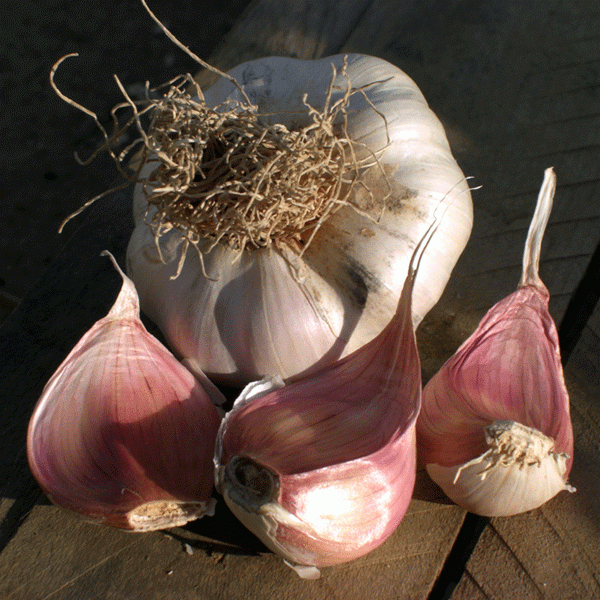 Knoblauch Picardy