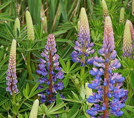 Gartenlupinen-Mischunhg vieler Farben