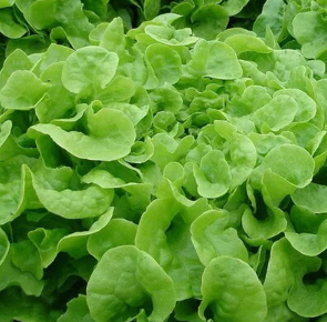 Gelber Eichblattsalat