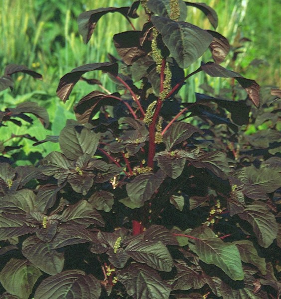 Roter Meier (Spinat-Amaranth)