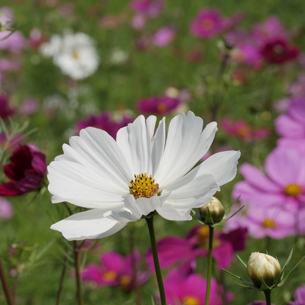 &#039;Cosmos bipinnatus&#039;, Cosmea