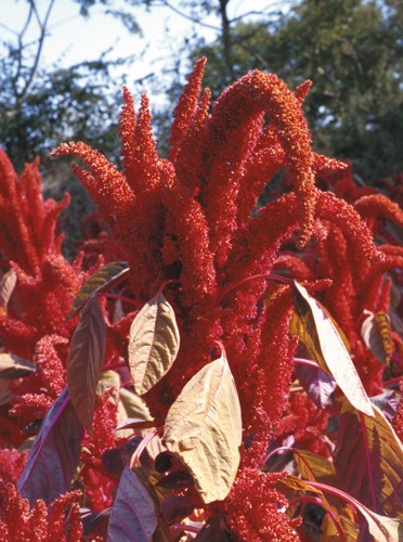 Hopi Red Dye, Amaranth