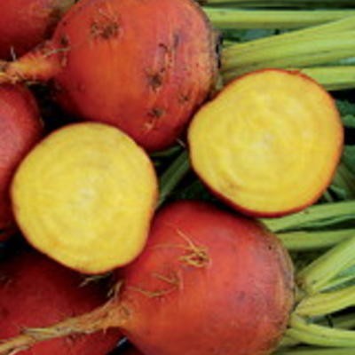 Bete Golden (Beta vulgaris)