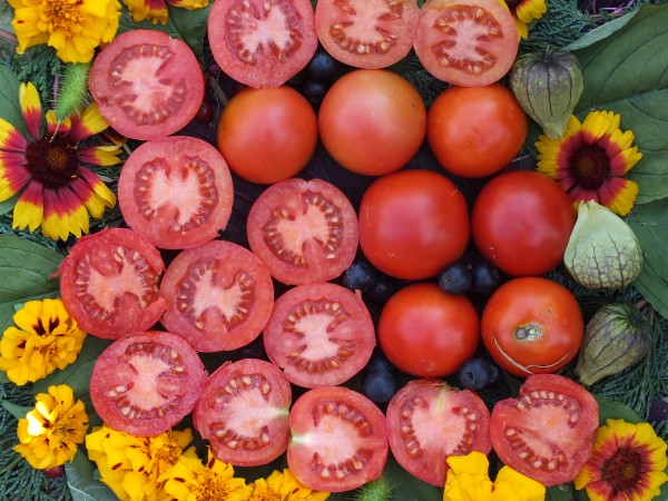 Lukullus, Tomate