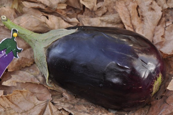 Aubergine Imperial Black Beauty