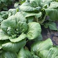 Bok Choi