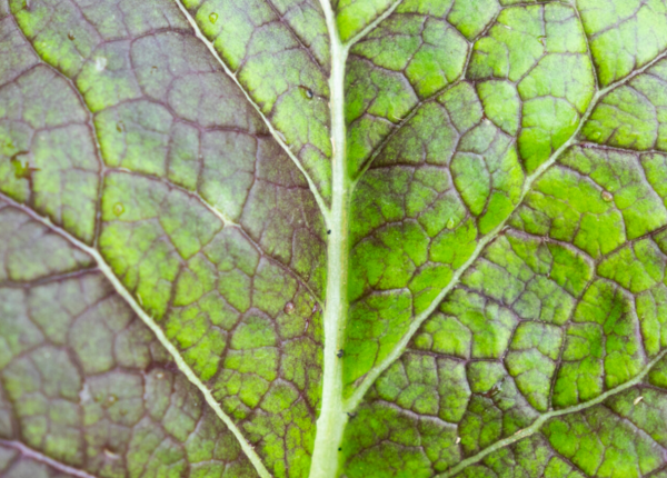 Osaka Purple, Senfkohl-Reduziert