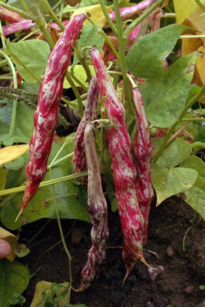 Borlotto Nano, Borlotti Lingua di Fuoco (Buschbohne, Trockenbohne)