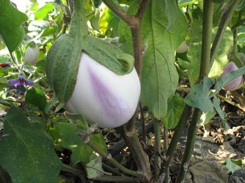 Aubergine "Rosa Bianca"