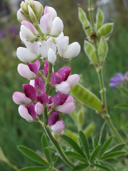 Duftende Zwerglupine