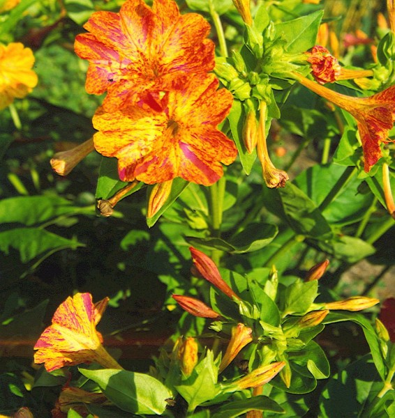 Wunderblume (Mirabilis jalapa)