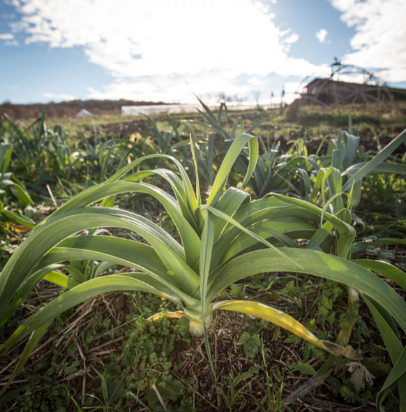 Ungeheuer von Charentan, Lauch