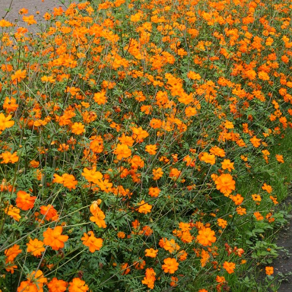 &#039;Cosmos sulphureus&#039;, Cosmea, schwefelgelb