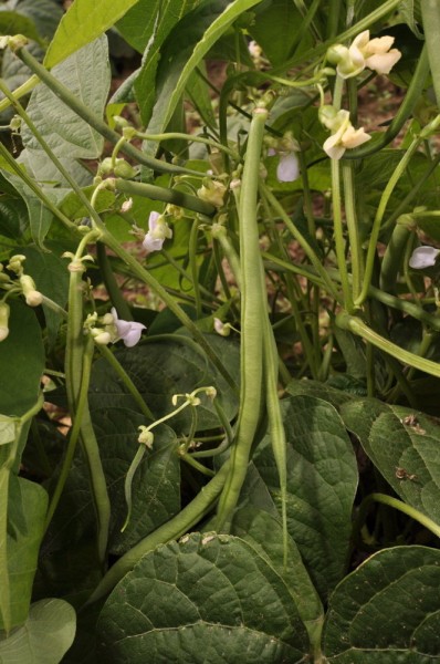 Fin de Bagnol (Filet-Buschbohne)